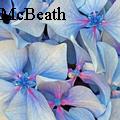 Kay McBeath - Blue Hydrangeas - Photography